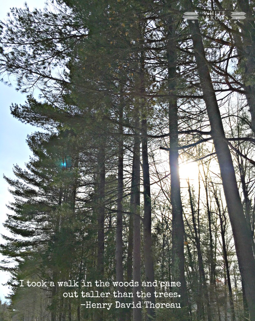 Taller than the Trees