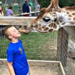 Minocqua, Wildwood Wildlife Park, Zoo, Feed Giraffe