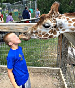 Minocqua, Wildwood Wildlife Park, Zoo, Feed Giraffe
