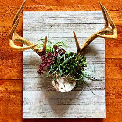 DIY Wall Art- Antlers + Succulents
