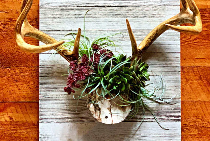 DIY-antler-succulent-wall-art