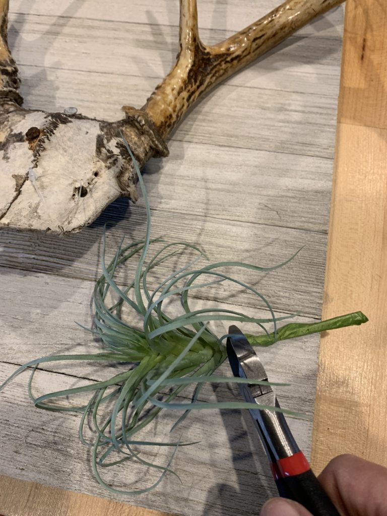 DIY-antler-succulent-wall-art