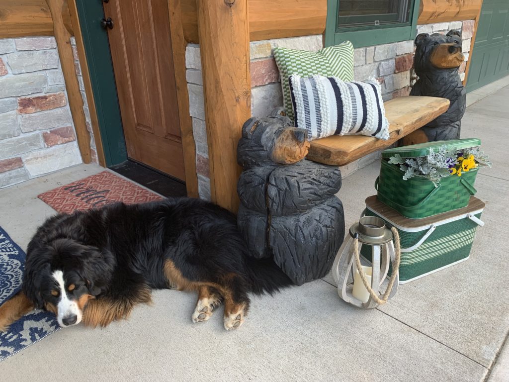 Summer-Bernese-Mountain-Dog-Porch