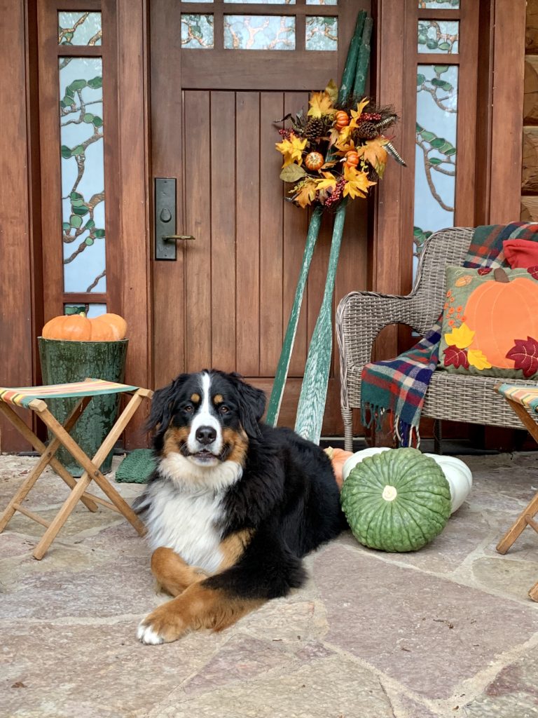 Fall Porch at Lake House Cabin with Bernese Mountain Dog