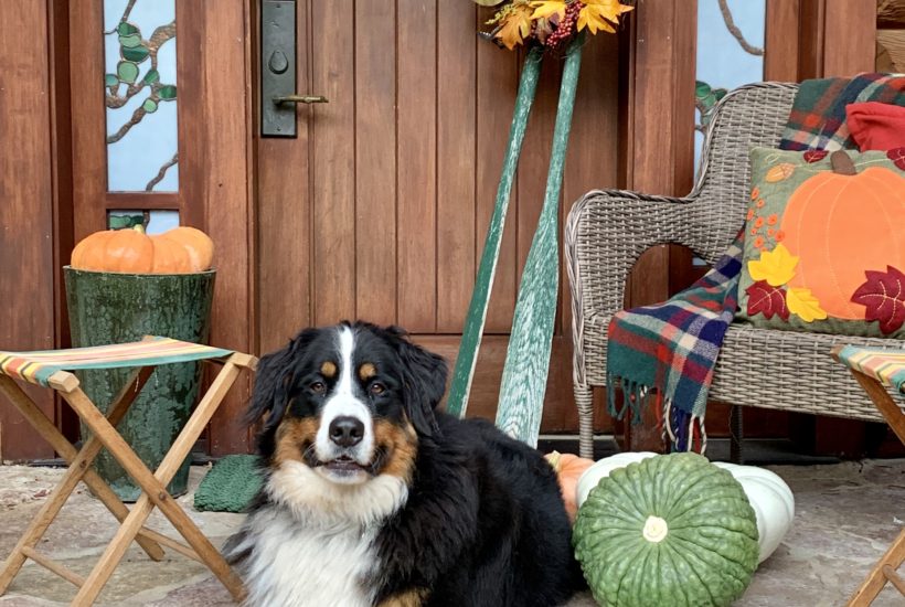 Fall Porch at Lake House Cabin with Bernese Mountain Dog