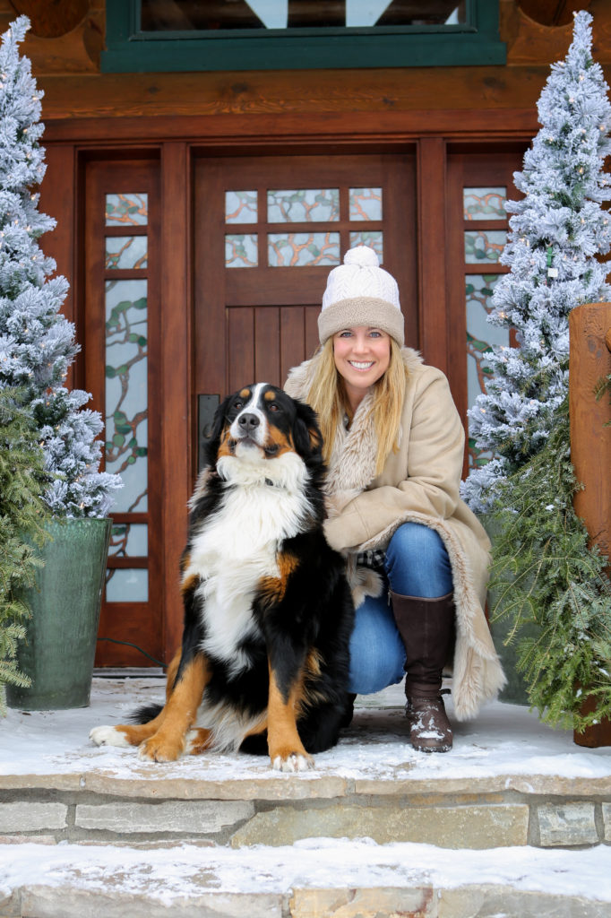 Bernese Mountain Dog