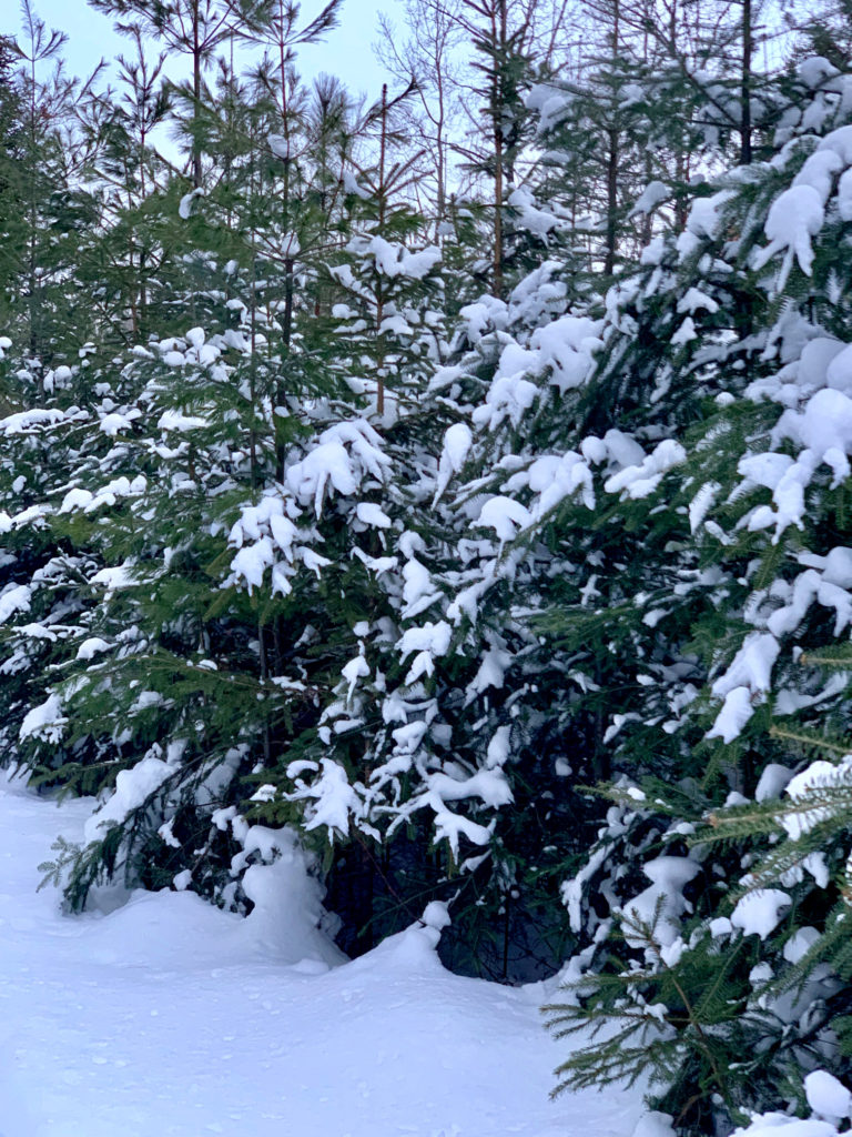 snow on trees