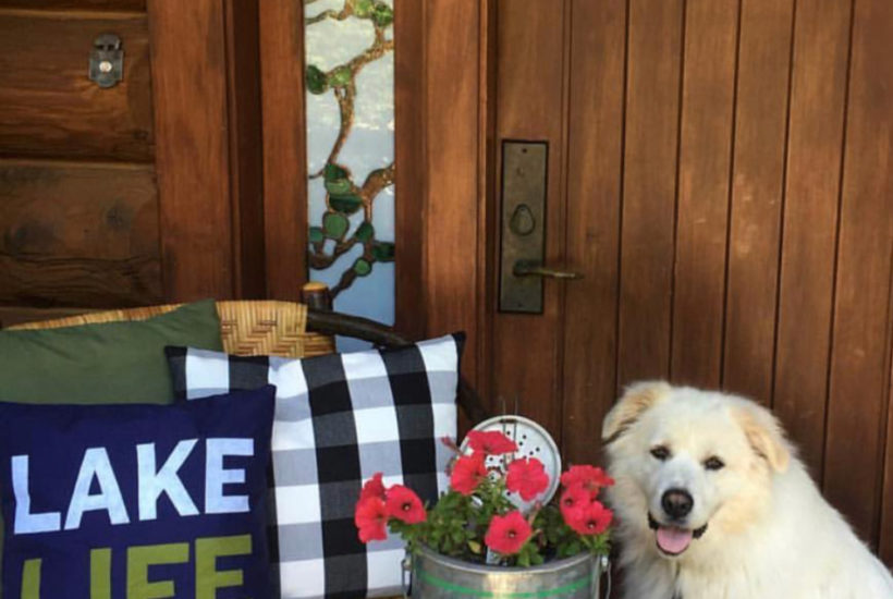 Lake House great pyrenees
