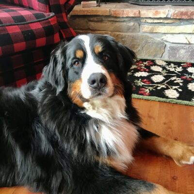 A Berner at Home: The Perfect Family Pet, the Bernese Mountain Dog