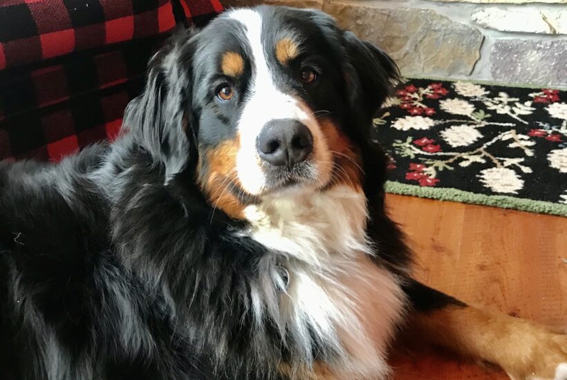 Bernese Mountain Dog