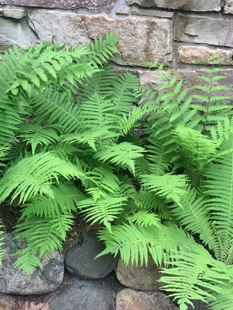 Ferns