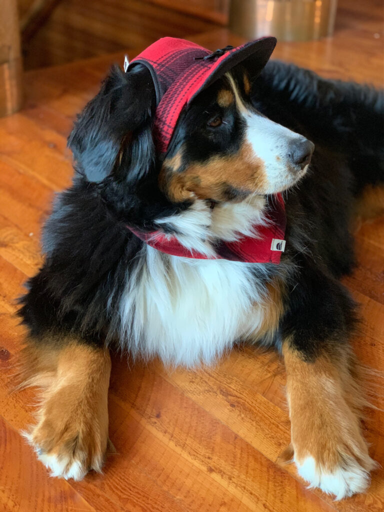 Stormy Kromer Dog cap and bandana