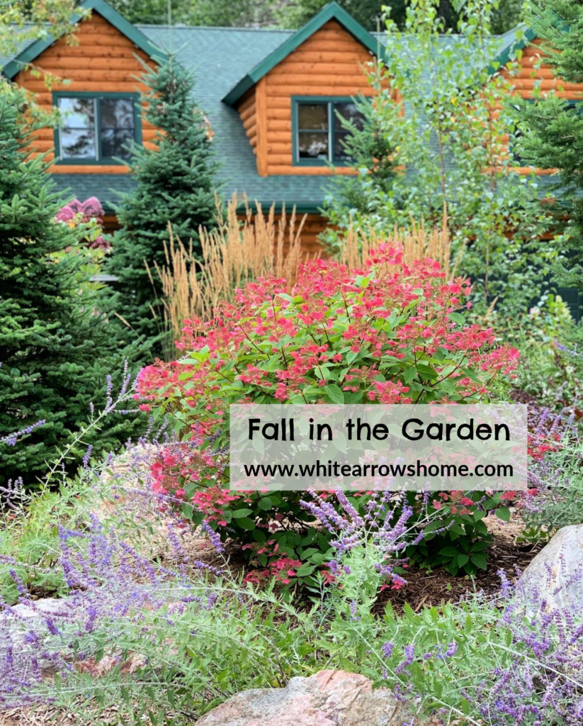 Fall Garden Hydrangeas