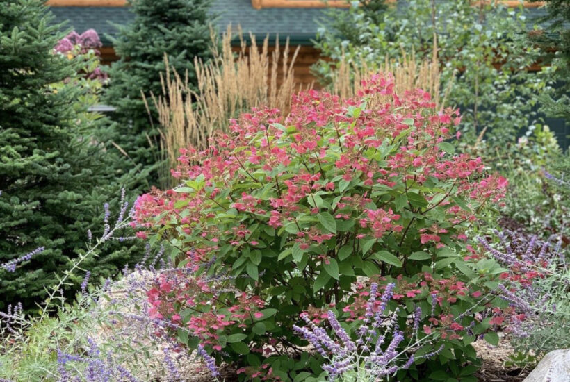 Fall Garden Hydrangea
