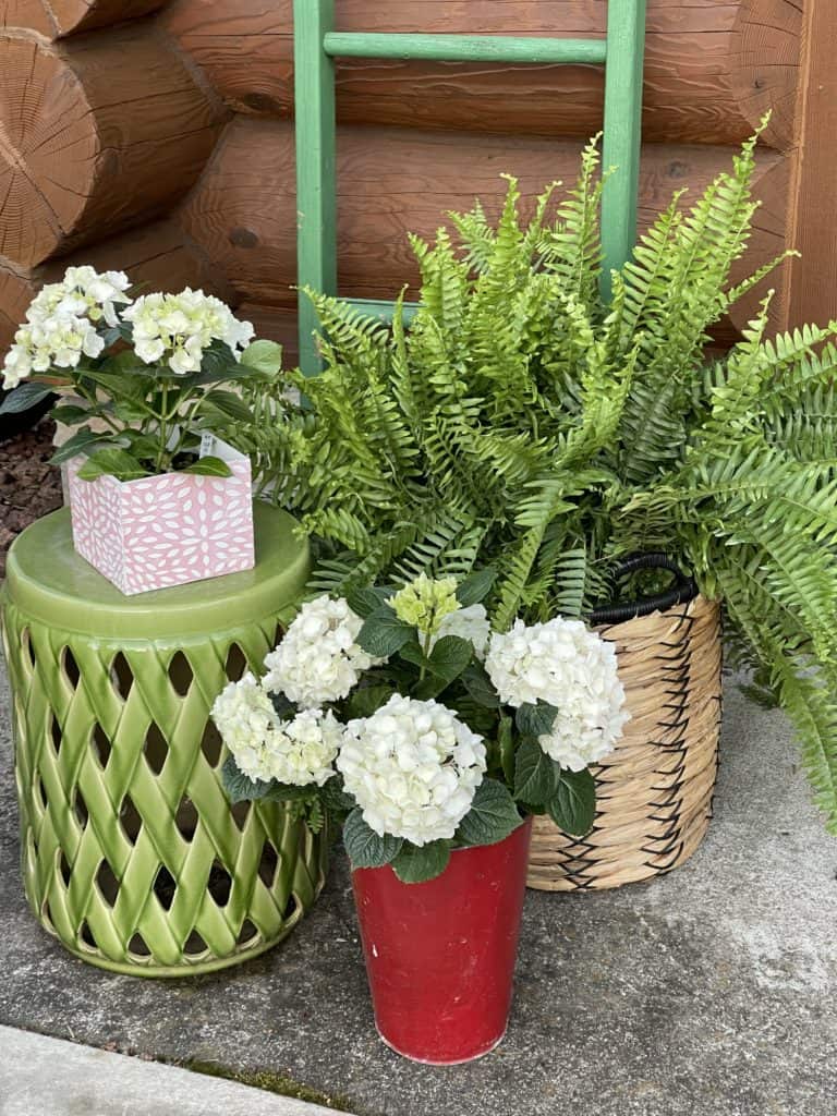 Ferns and Hydrangea on the Porch