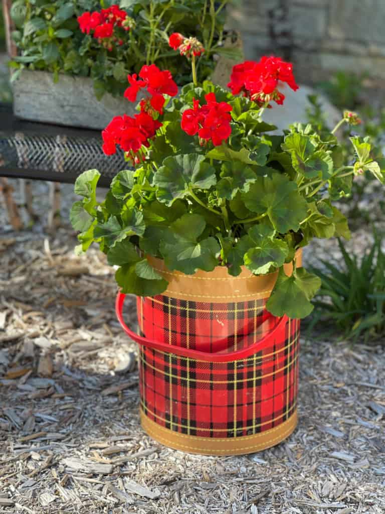 Geraniums in Scotch Cooler