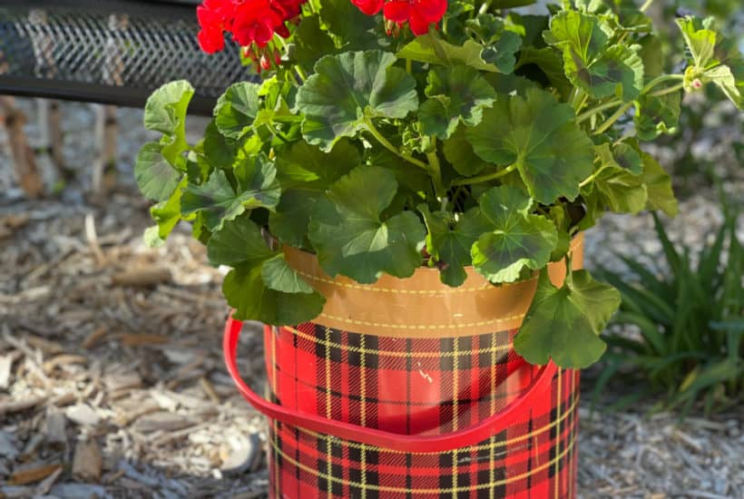 Geraniums in Scotch Cooler