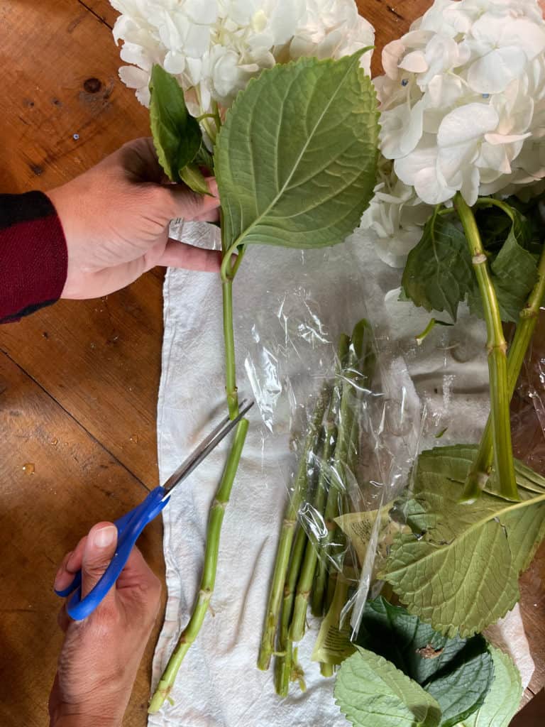 Cutting Hydrangeas