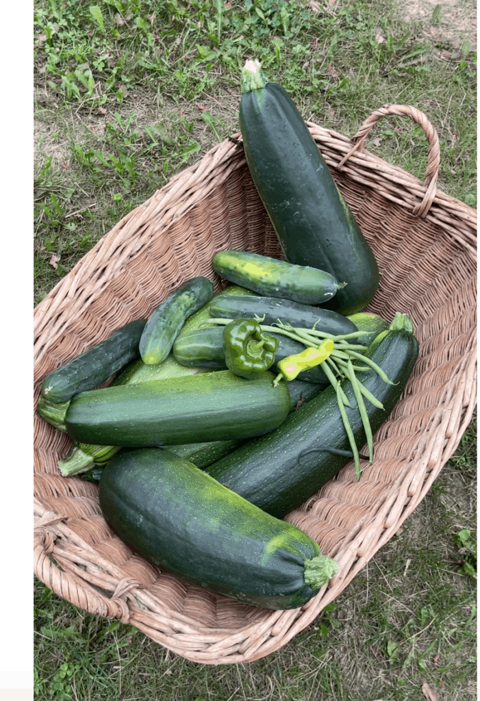 Wisconsin Garden cucumbers, beans, peppers and zucchini
