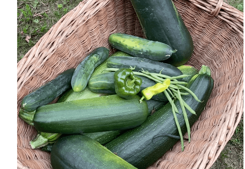 Wisconsin Garden cucumbers, beans, peppers and zucchini