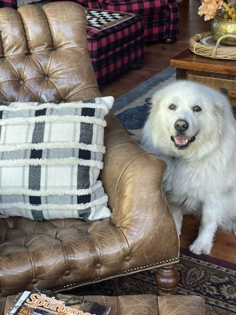Fall Decor with Honey the Great Pyrenees