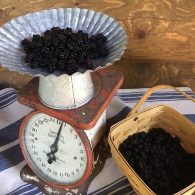 Blackberry Recipe Bursting With Flavor