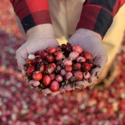 Cranberry Farm Visits In Manitowish Waters, Wisconsin