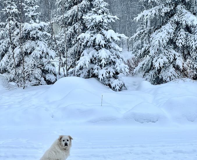 Northwoods Winter, Great Pyrenees
