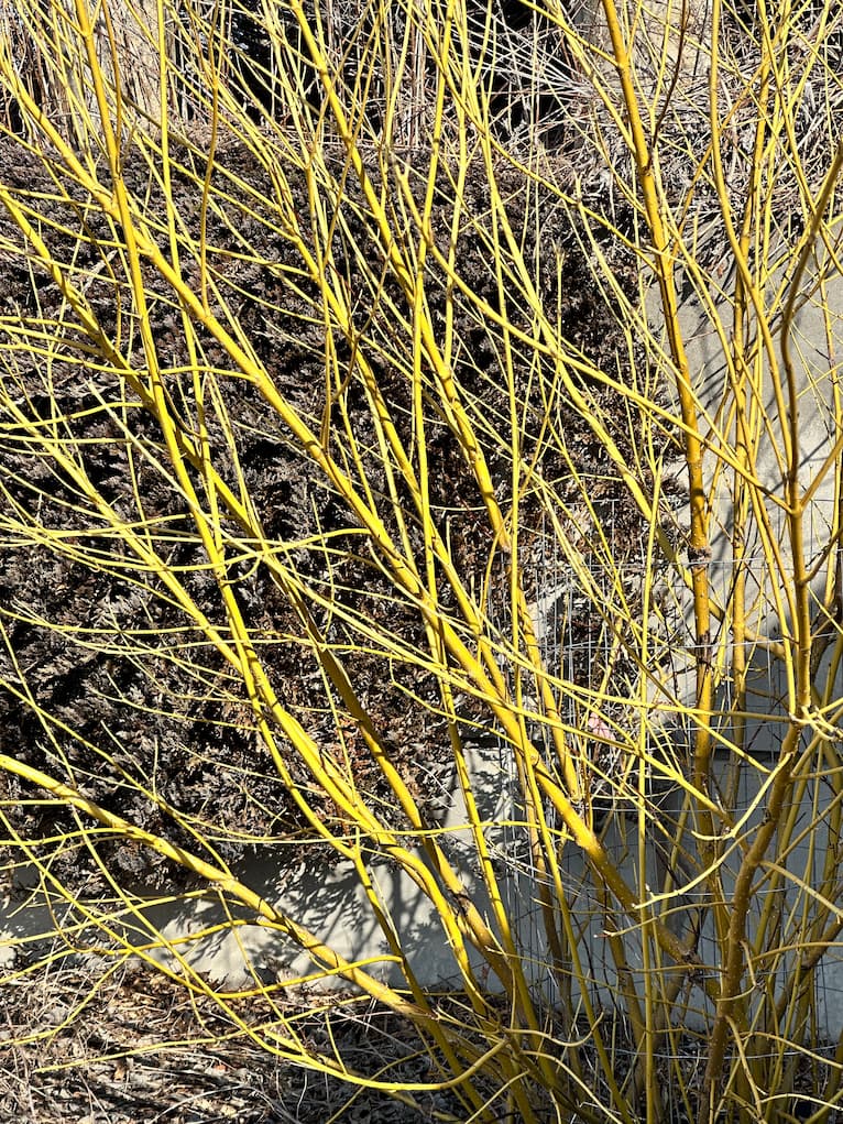 Yellow Dogwood ~ White Arrows Home