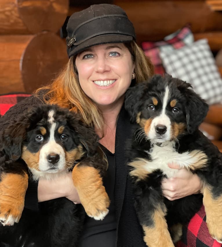 Bernese Mountain Dog Puppies