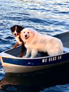 Bernese Mountain Dog and Great Pyrenees